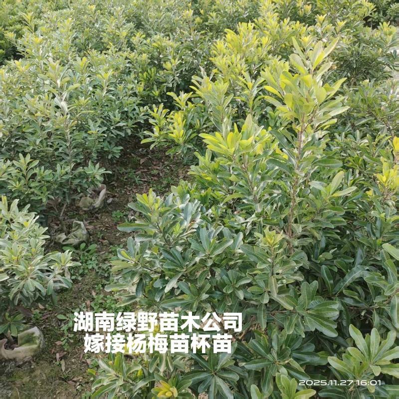 杨梅苗杯苗地苗高产优质嫁接苗品种正宗基地直销