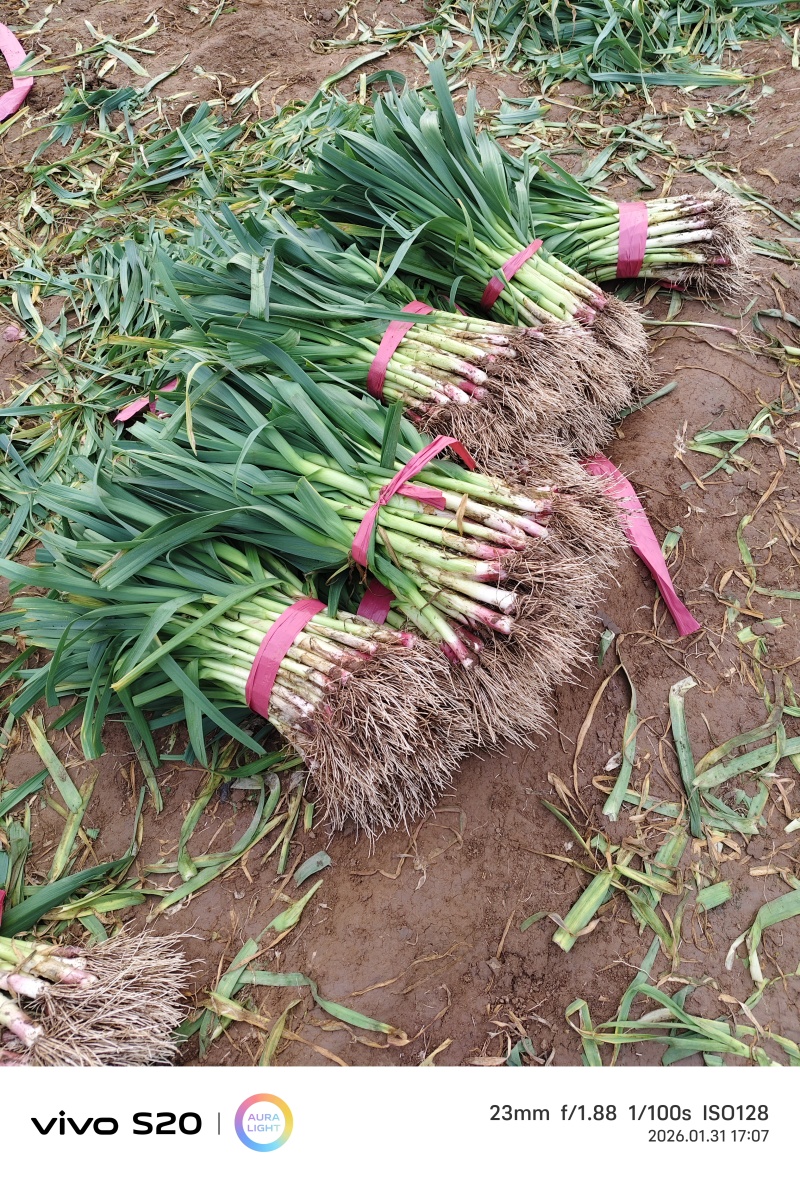 河南红根蒜苗新乡红根蒜苗原阳红根蒜苗价格