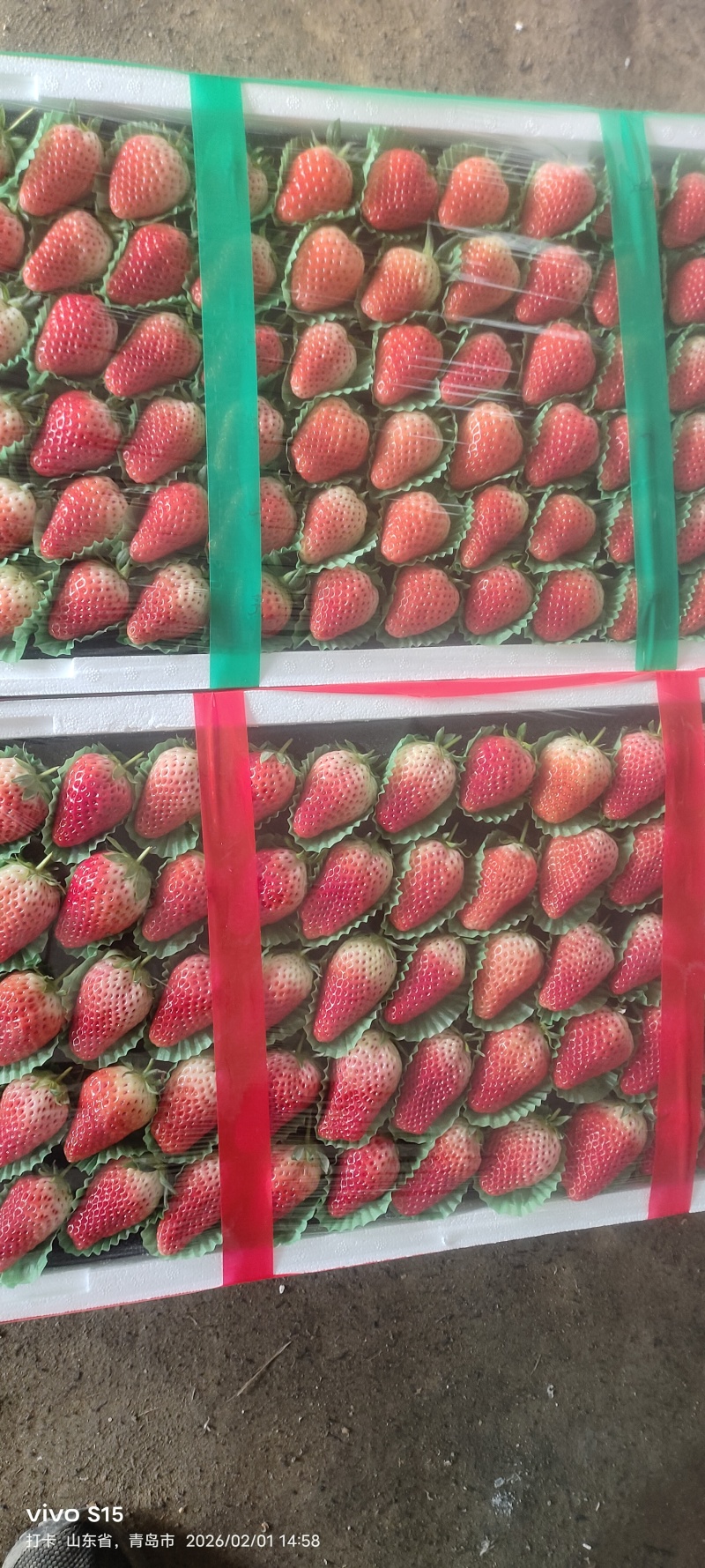 富硒草莓个大香有甜