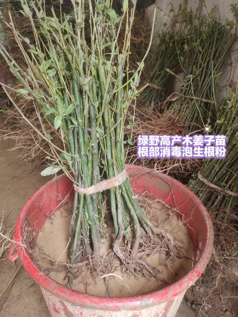 木姜子苗改良高产山胡椒量大价优产地直销批发包邮