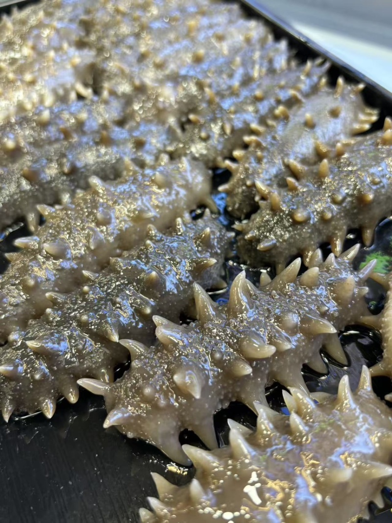 大连纯淡干海参