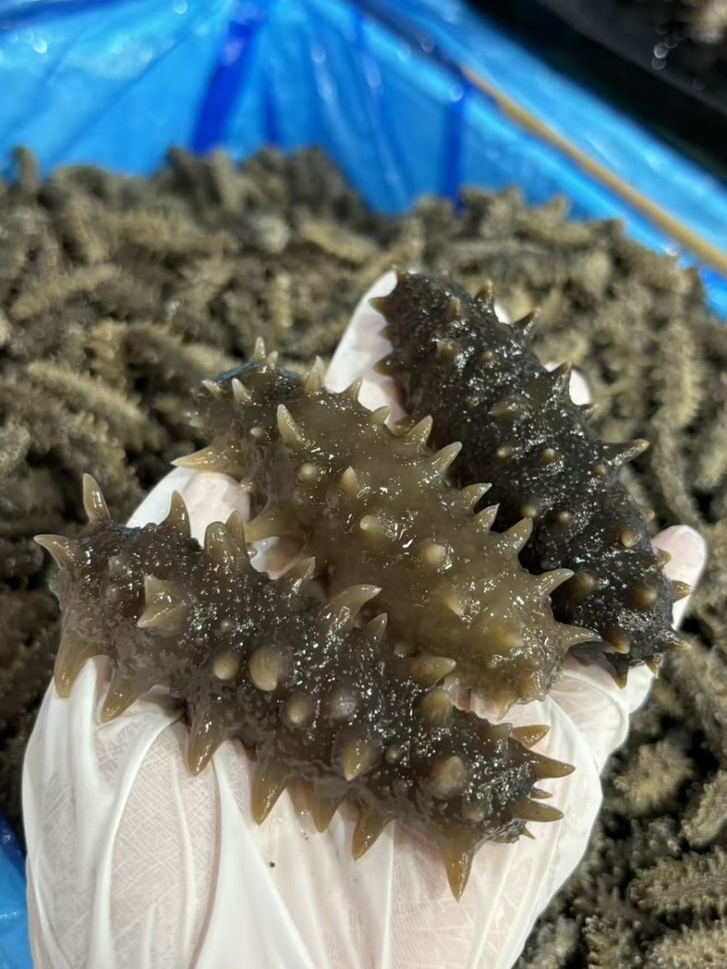 大连纯淡干海参
