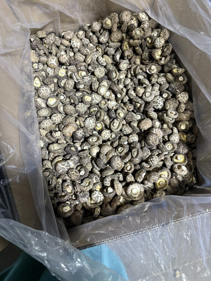 包邮精选白茶花3-4厘米2026年新货