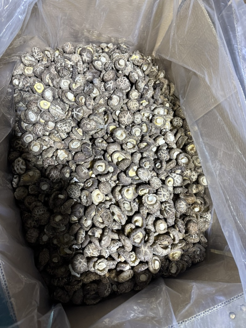 包邮精选白茶花3-4厘米2026年新货