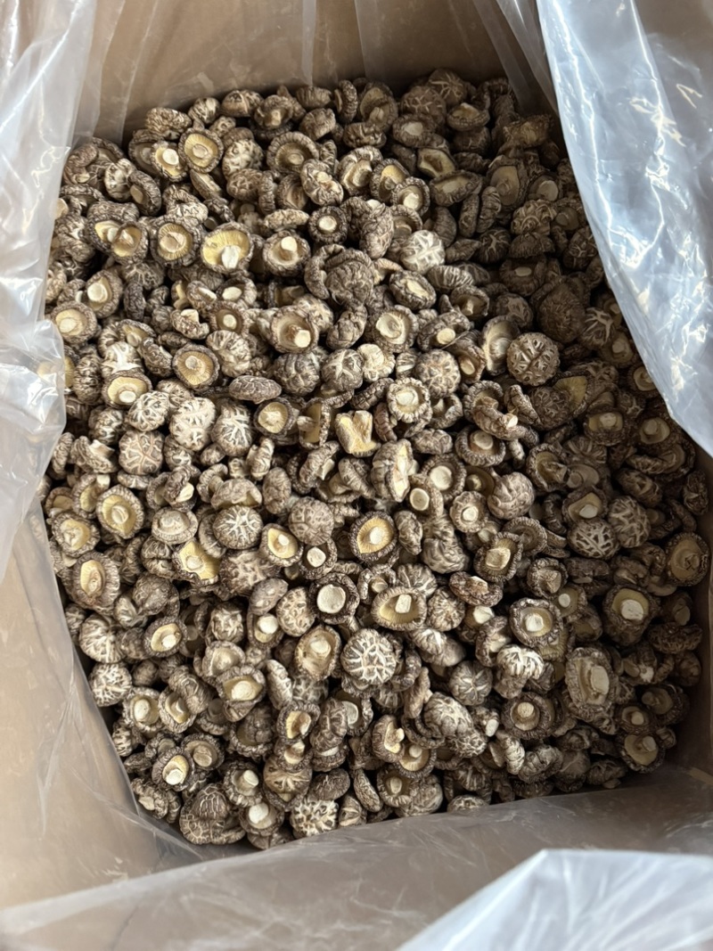 包邮精选白茶花3-4厘米2026年新货