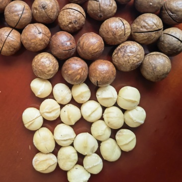 奶香味夏威夷果大量现货大果小果