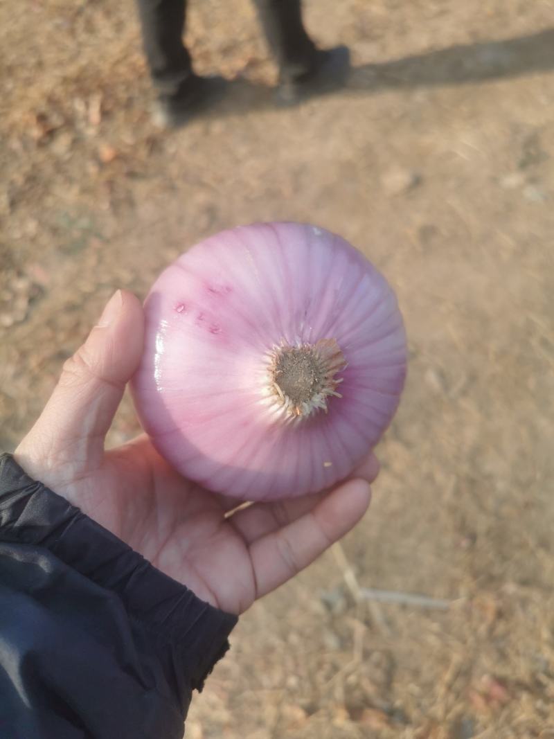 二红洋葱