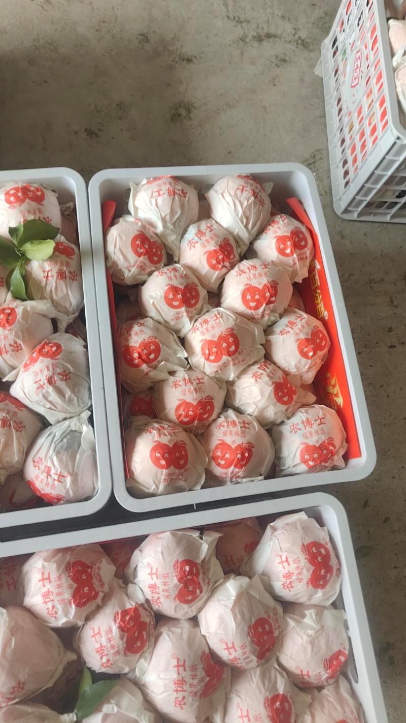 产地屏山春见耙耙柑自然熟开始订货，无需规定采果日期，