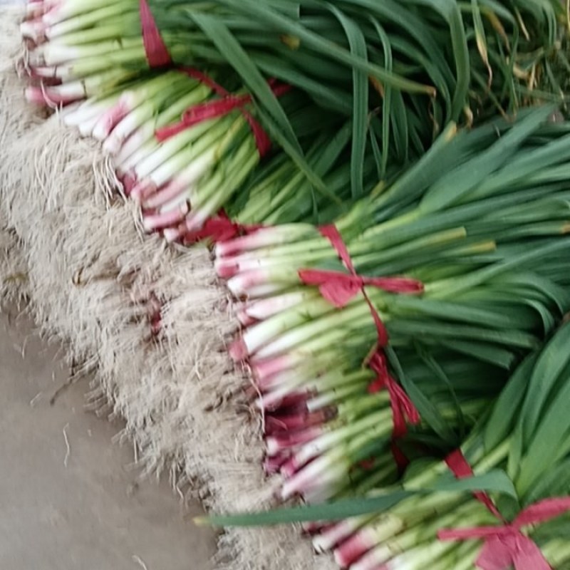 红根蒜苗