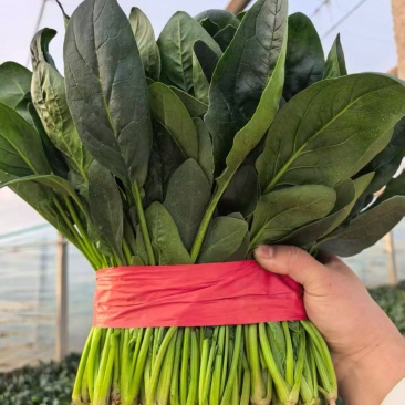 滑县精品菠菜产地直销全国可发
