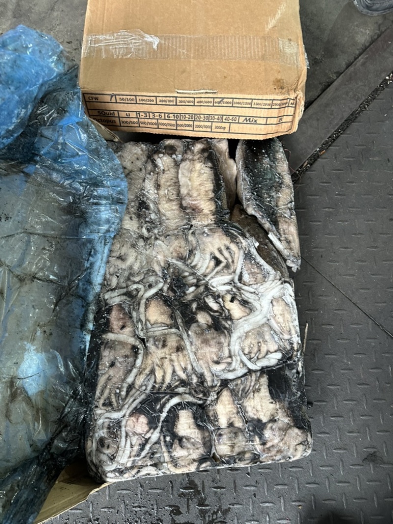 600/1000墨鱼。纯干