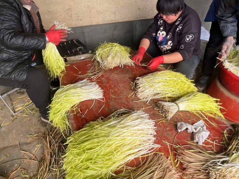深州韭黄，产地直发，大量有货，欢迎各位老板咨询采购