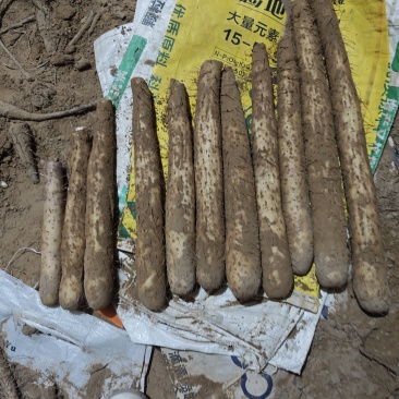 精品榆林白玉基地发货4567价格不高