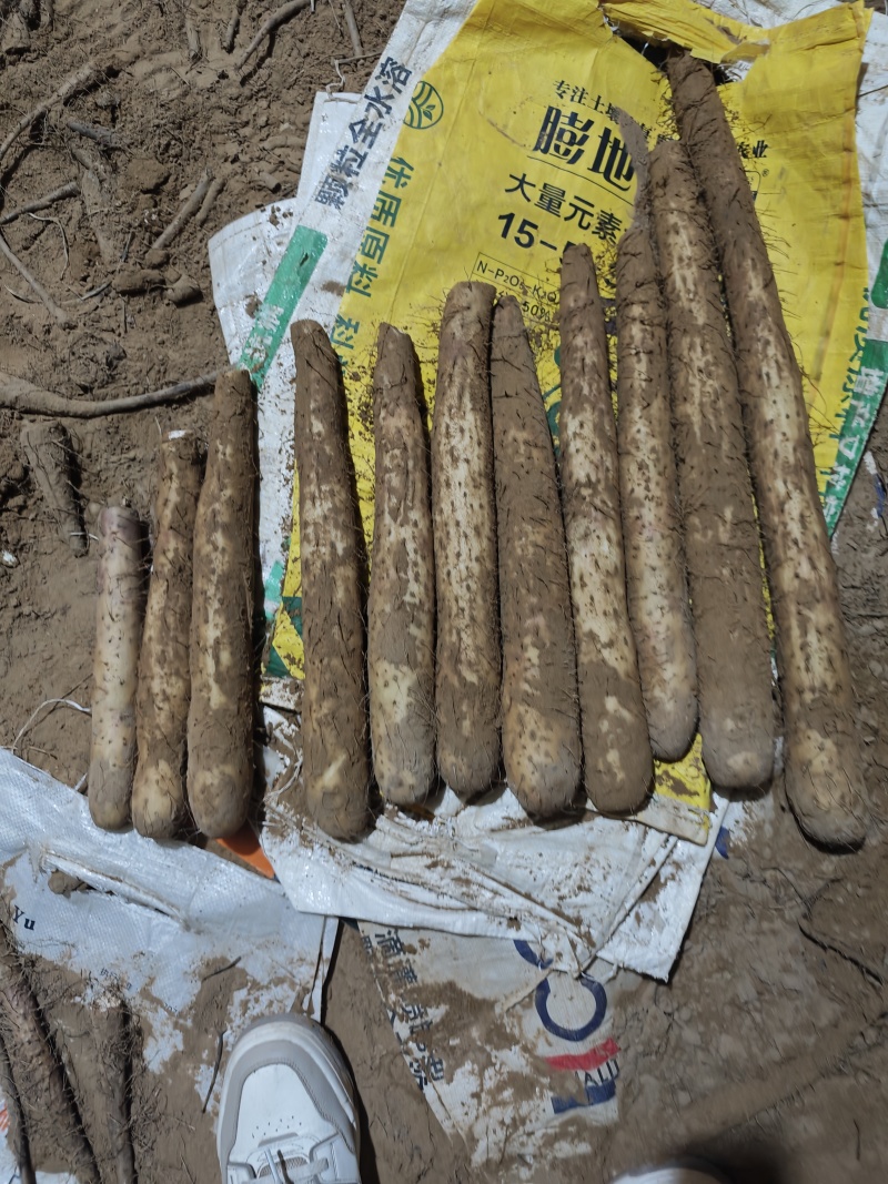 精品榆林白玉基地发货4567价格不高