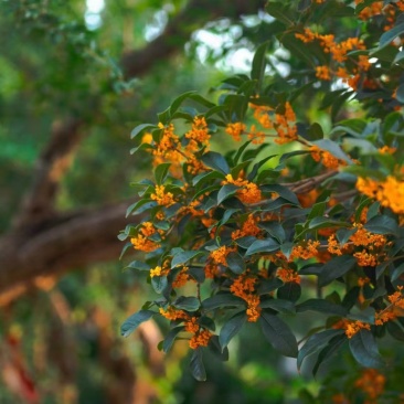 十年桂花树