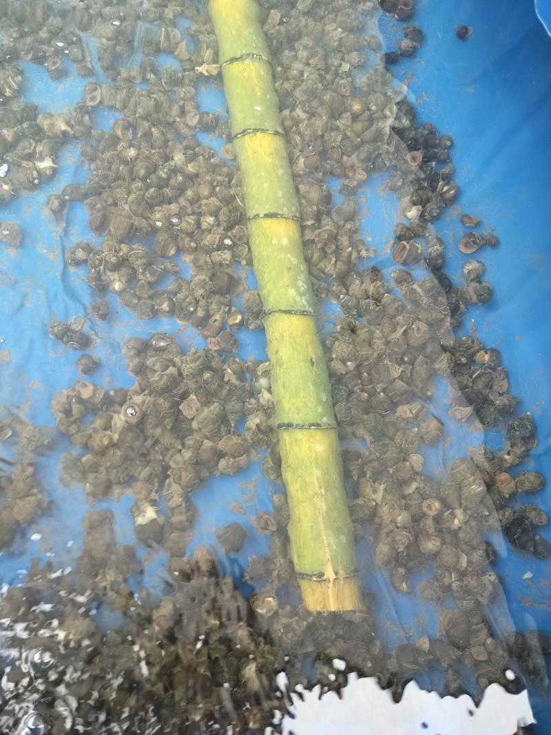 山泉水竹排清水螺