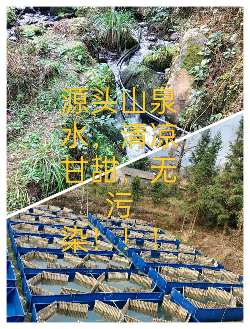 山泉水竹排清水螺