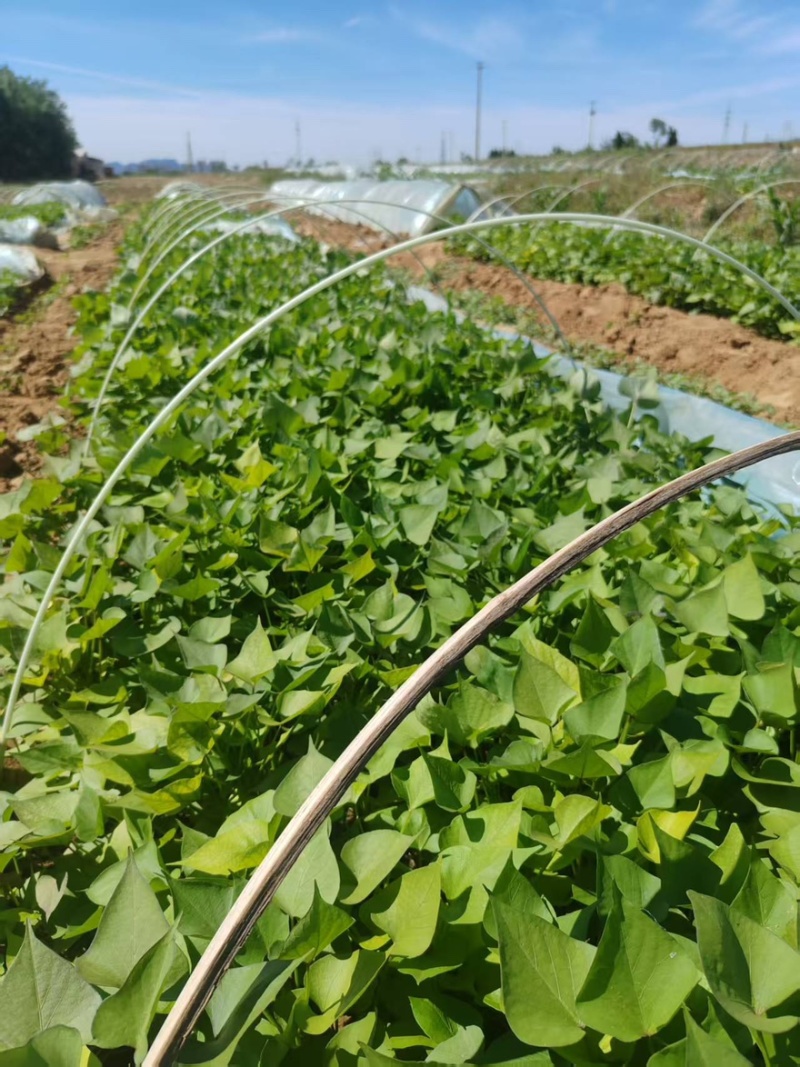 西瓜红红薯苗基地现挖现发成活率高根系发达可视频看货