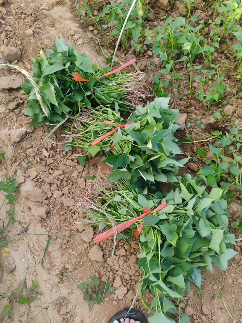 西瓜红红薯苗基地现挖现发成活率高根系发达可视频看货