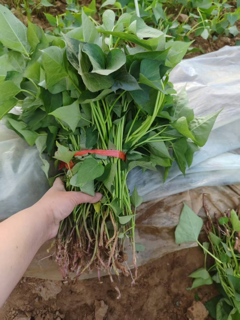 西瓜红红薯苗基地现挖现发成活率高根系发达可视频看货
