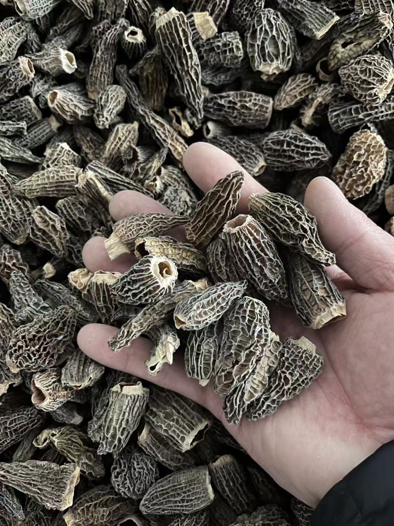 四川成都羊肚菌干货大量批发