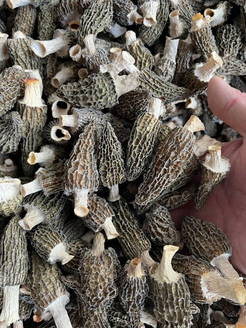 四川成都羊肚菌干货大量批发