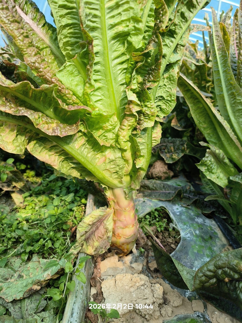 大量红叶窝苣