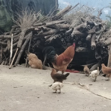 云南本地鸡