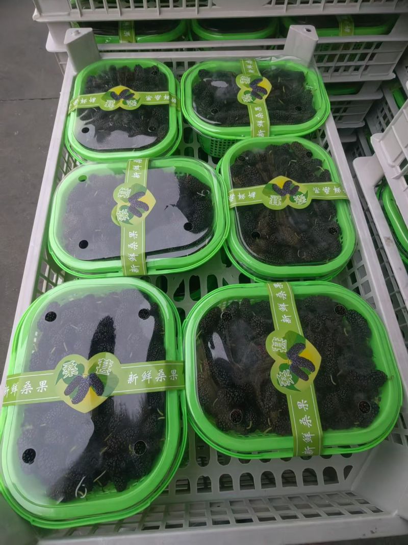 大凉山德昌新鲜桑椹产地直发市场供应代办代发全渠道对接