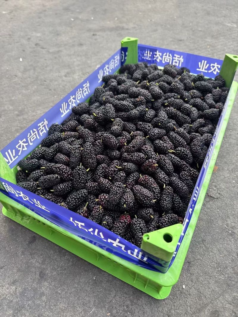 大凉山德昌新鲜桑椹产地直发市场供应代办代发全渠道对接