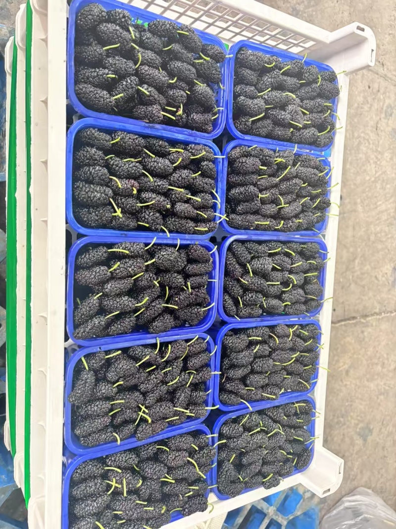 大凉山德昌新鲜桑椹产地直发市场供应代办代发全渠道对接