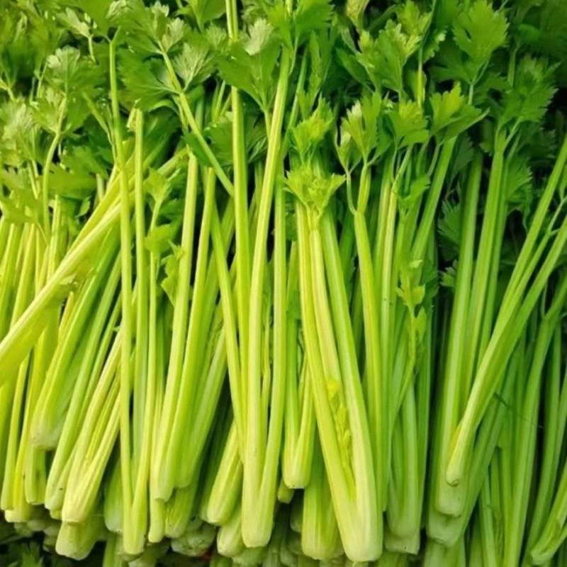 河南精品芹菜产地一手货源全国发货欢迎随时看货
