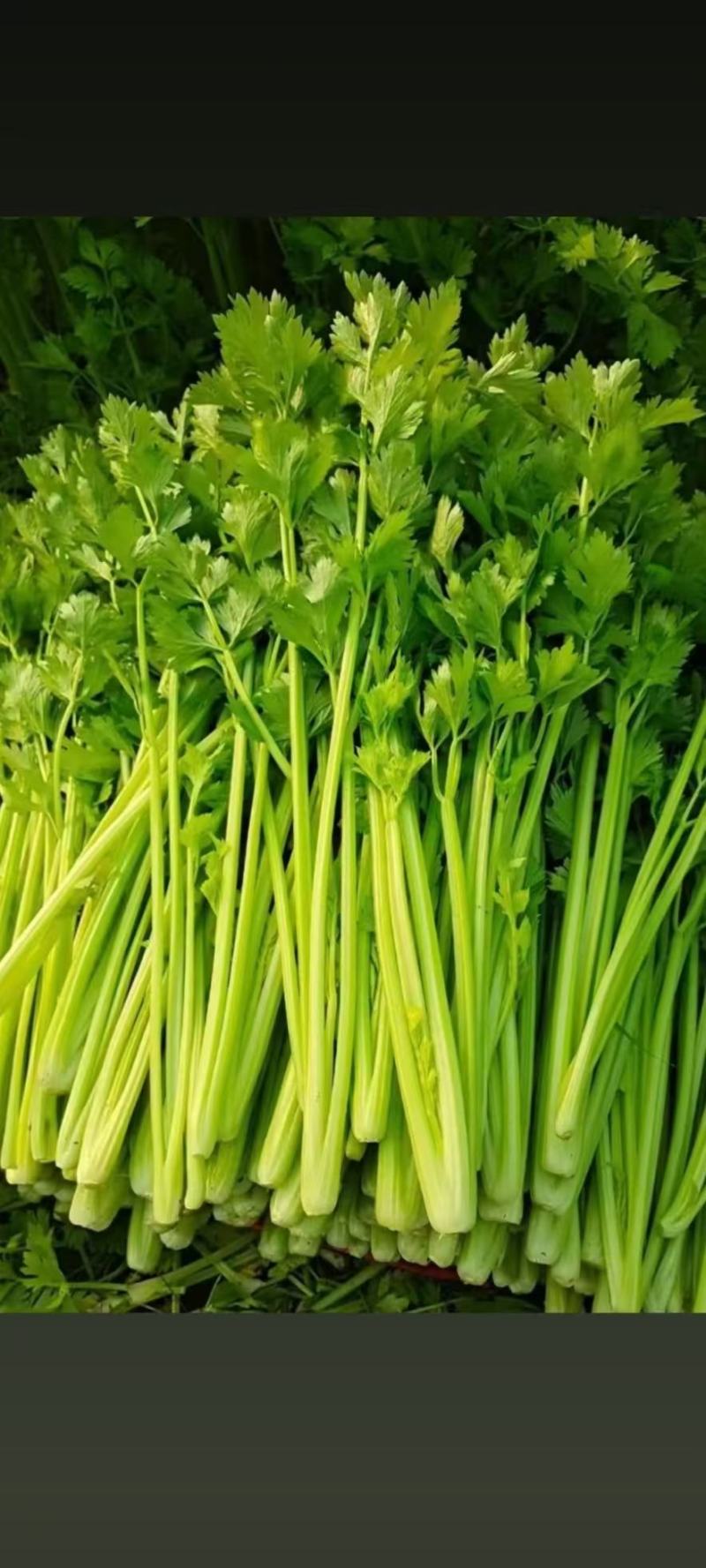 河南精品芹菜产地一手货源全国发货欢迎随时看货