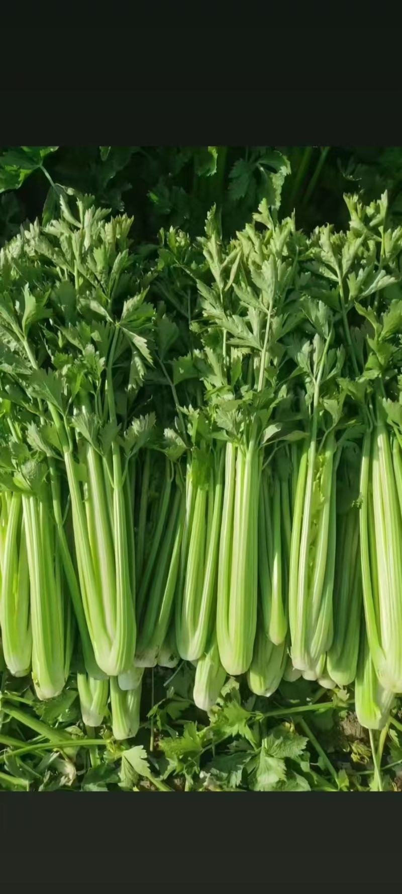 河南精品芹菜产地一手货源全国发货欢迎随时看货