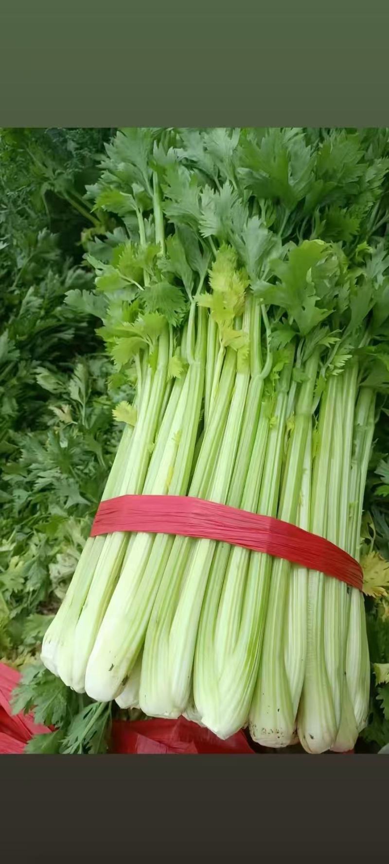 河南精品芹菜产地一手货源全国发货欢迎随时看货