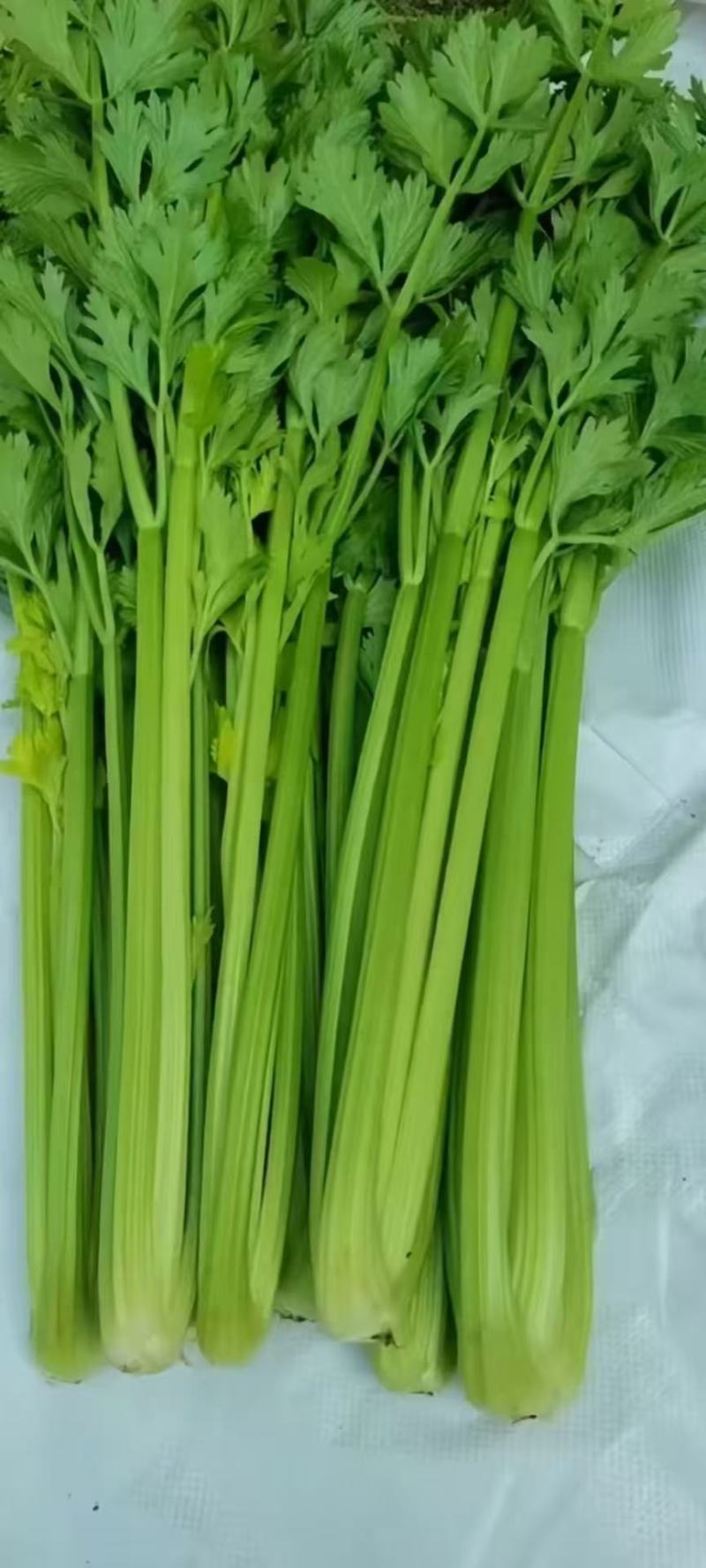 河南精品芹菜产地一手货源全国发货欢迎随时看货