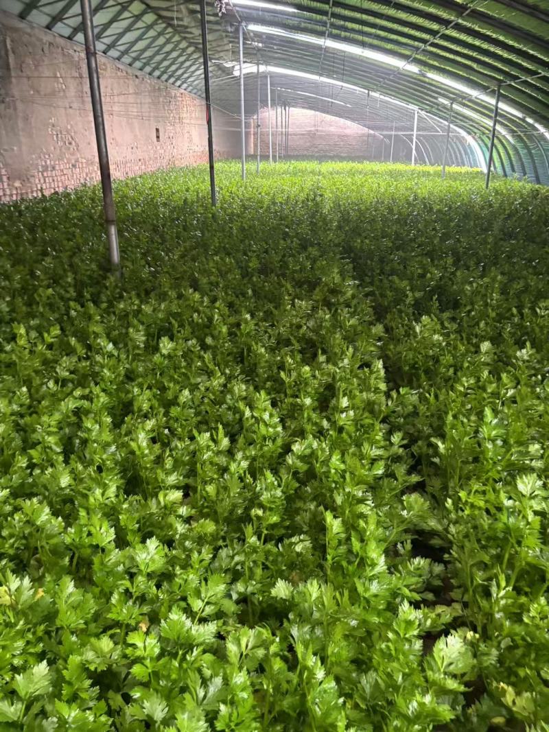 河南精品芹菜产地一手货源全国发货欢迎随时看货