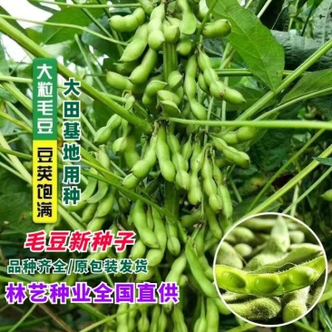 毛豆种子早熟春丰早毛豆杂交大田基地种植品种大粒青豆黄豆种