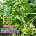 毛豆种子早熟春丰早毛豆杂交大田基地种植品种大粒青豆黄豆种