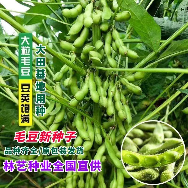 毛豆种子早熟春丰早毛豆杂交大田基地种植品种大粒青豆黄豆种