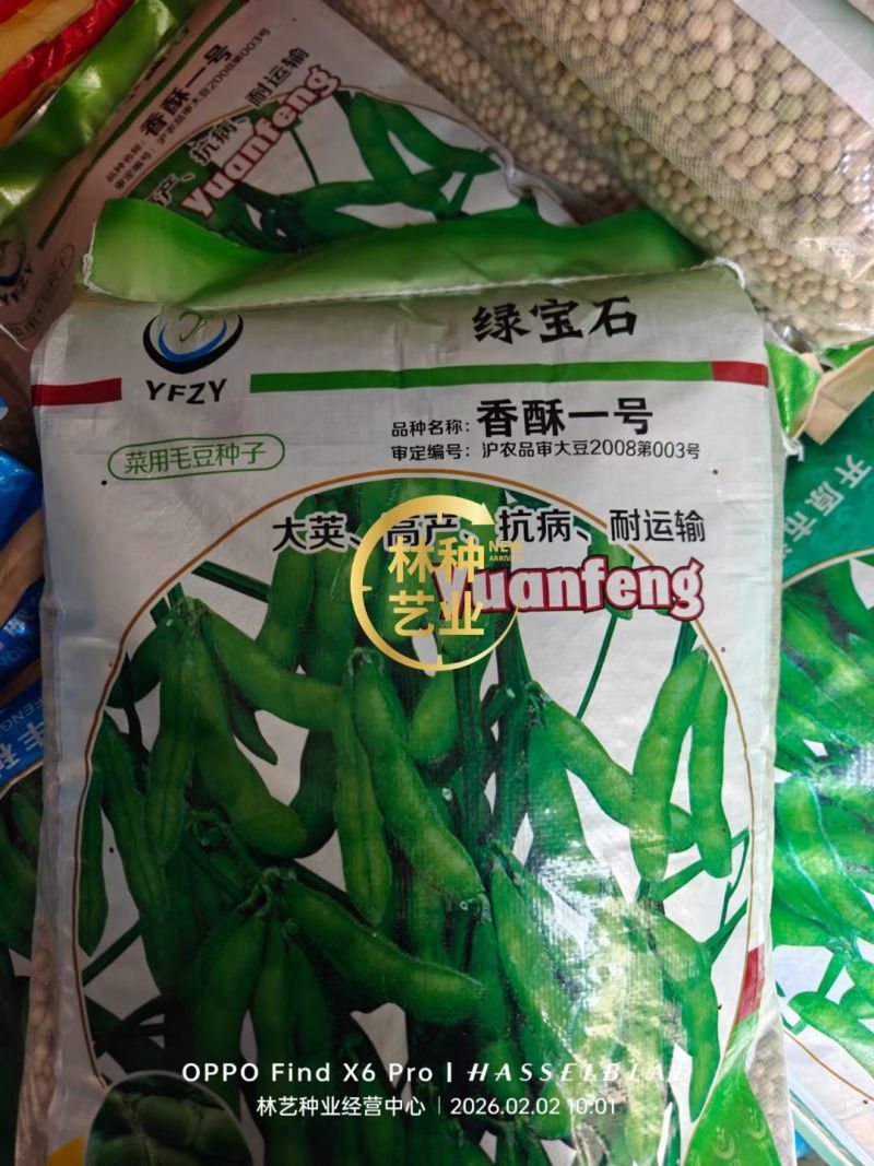 毛豆种子早熟春丰早毛豆杂交大田基地种植品种大粒青豆黄豆种
