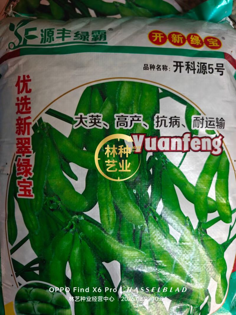 毛豆种子早熟春丰早毛豆杂交大田基地种植品种大粒青豆黄豆种