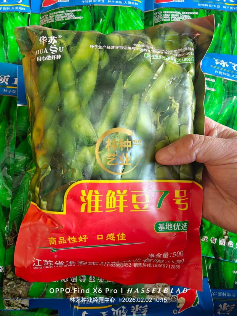 毛豆种子早熟春丰早毛豆杂交大田基地种植品种大粒青豆黄豆种
