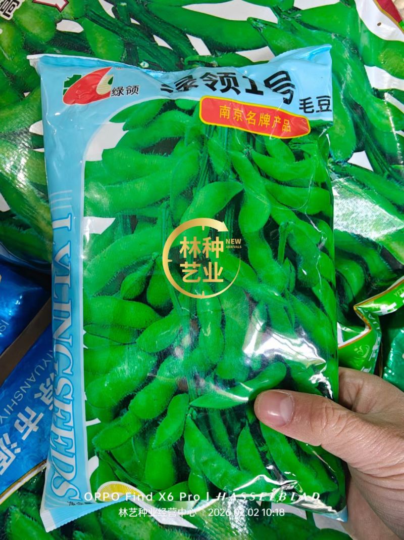 毛豆种子早熟春丰早毛豆杂交大田基地种植品种大粒青豆黄豆种