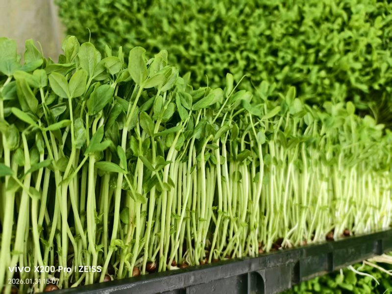 豌豆苗圆叶豌豆苗圆叶豆苗大量供应可视频看货欢迎来电