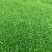 豌豆苗圆叶豌豆苗圆叶豆苗大量供应可视频看货欢迎来电