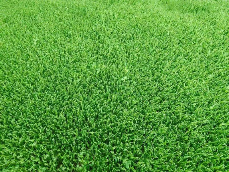 豌豆苗圆叶豌豆苗圆叶豆苗大量供应可视频看货欢迎来电