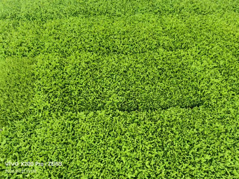 豌豆苗圆叶豌豆苗圆叶豆苗大量供应可视频看货欢迎来电