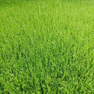 豌豆苗尖叶豌豆苗尖叶豆苗大量供应可视频看货欢迎来电