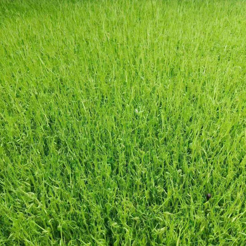 豌豆苗尖叶豌豆苗尖叶豆苗大量供应可视频看货欢迎来电